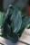 scindapsus dark form (1).JPG