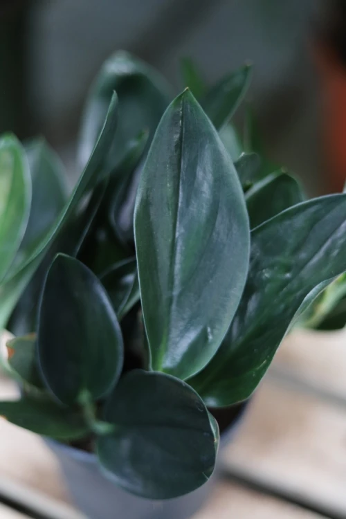 scindapsus dark form (1).JPG