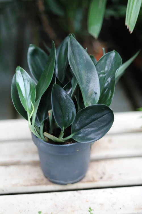 scindapsus dark form (2).JPG
