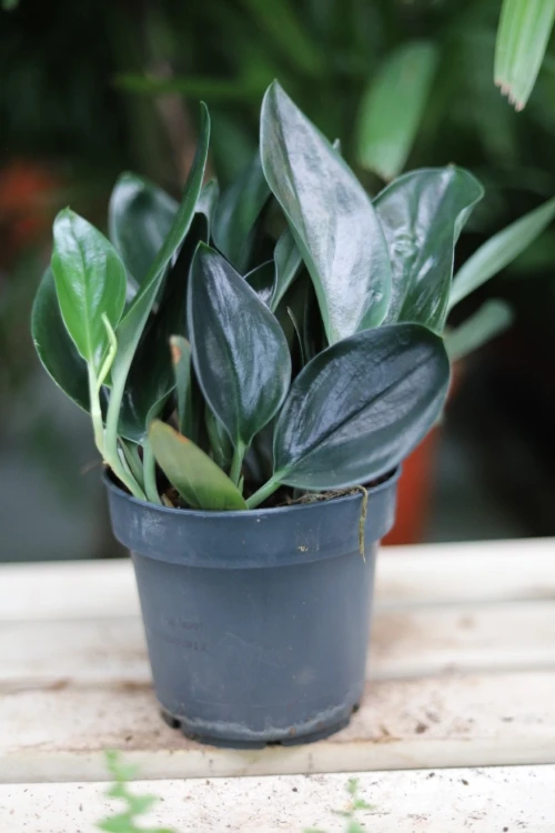 scindapsus dark form (3).JPG