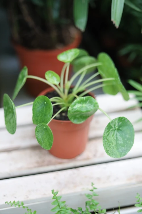 pieniążek mojito (1).JPG