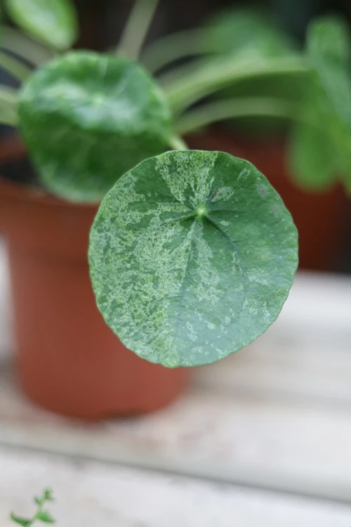 pieniążek mojito (2).JPG