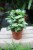 syngonium pixie (4).JPG