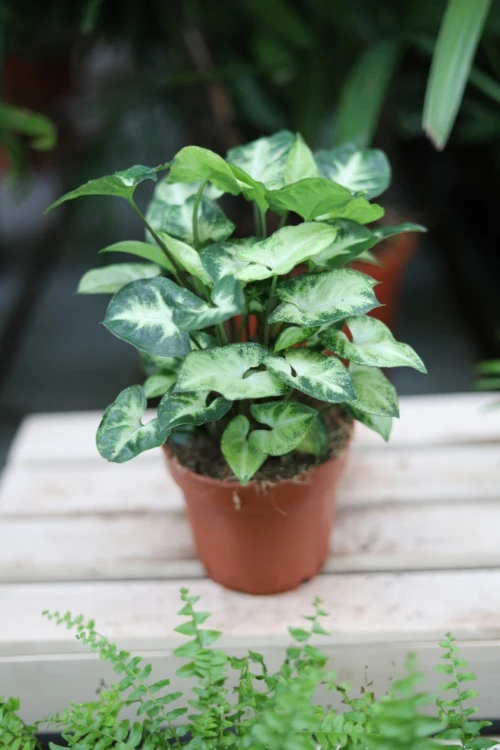 syngonium pixie (4).JPG