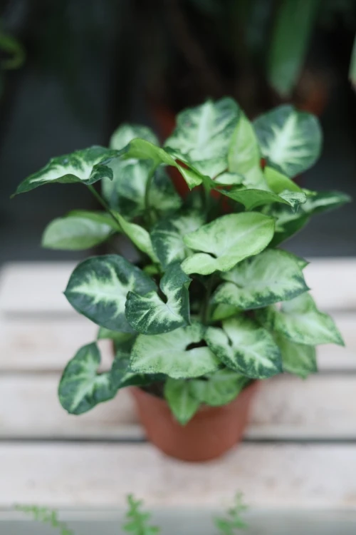syngonium pixie (1).JPG