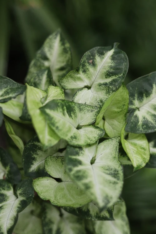 syngonium pixie (2).JPG