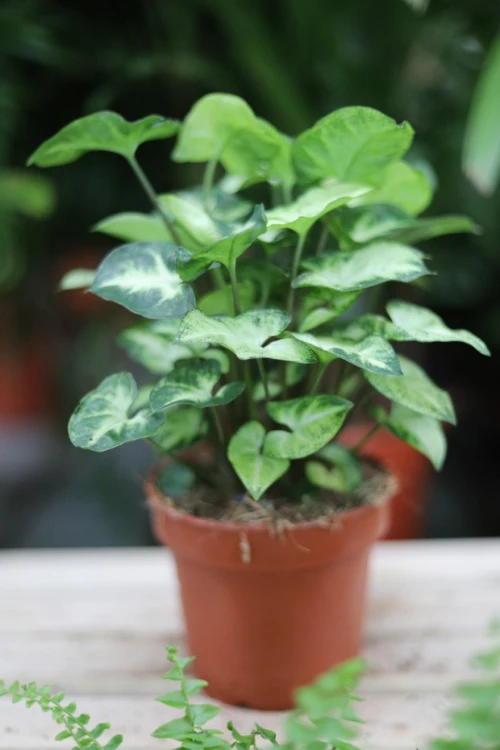 syngonium pixie (3).JPG