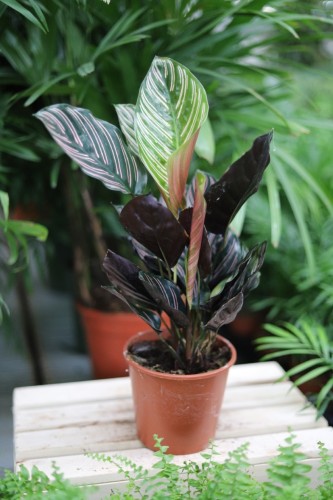 calathea sanderiana (1).JPG