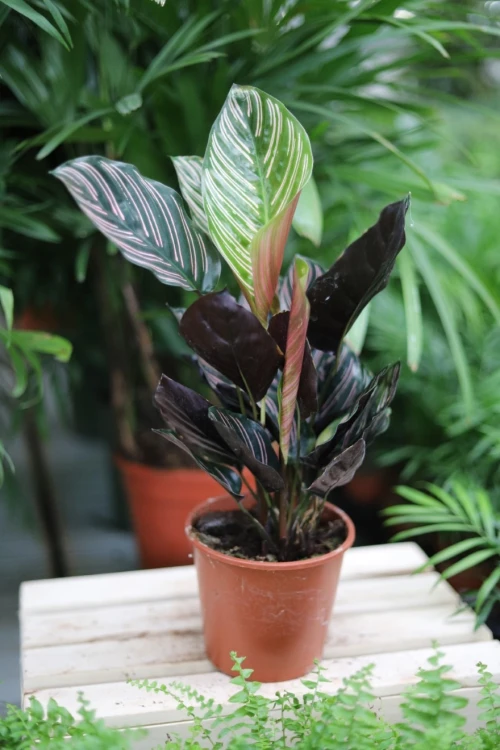 calathea sanderiana (1).JPG