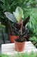 calathea sanderiana (1).JPG