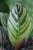 calathea sanderiana (2).JPG