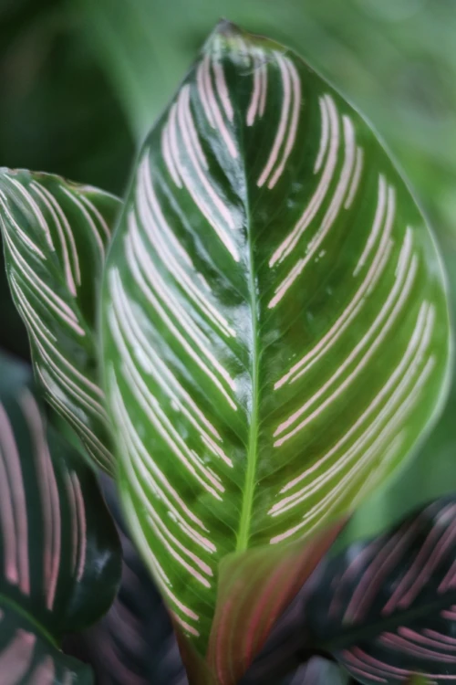 calathea sanderiana (2).JPG