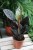 calathea sanderiana (3).JPG