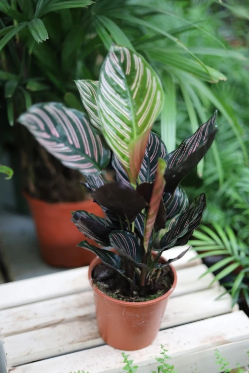 calathea sanderiana (4).JPG