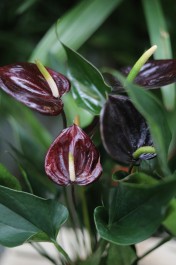 anthurium giant chocolate (1).JPG