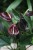 anthurium giant chocolate (1).JPG
