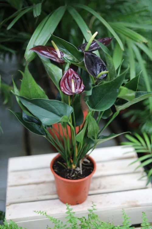 anthurium giant chocolate (3).JPG