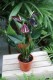 anthurium giant chocolate (3).JPG