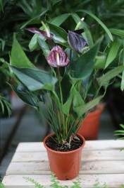 anthurium giant chocolate (4).JPG