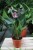 anthurium giant chocolate (4).JPG