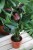 anthurium giant chocolate (2).JPG
