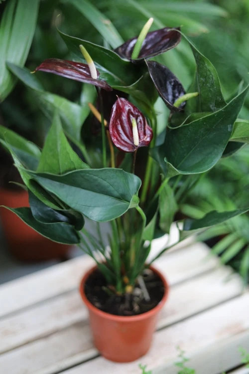 anthurium giant chocolate (2).JPG
