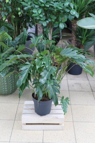 Philodendron Xanadu (Filodendron) XL (2).JPG