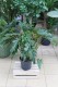 Philodendron Xanadu (Filodendron) XL (2).JPG