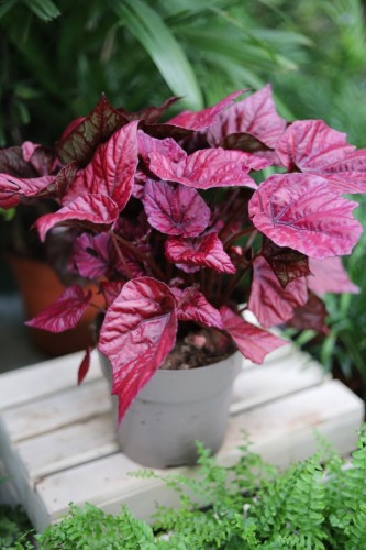 Begonia rex ‘Inca Flame’ (2).JPG