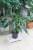 Philodendron Xanadu (Filodendron) XL (1).JPG