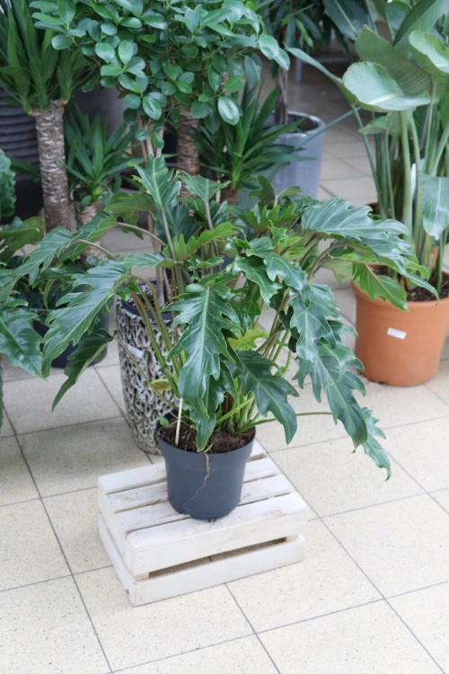 Philodendron Xanadu (Filodendron) XL (1).JPG