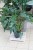 Philodendron Xanadu (Filodendron) XL (3).JPG