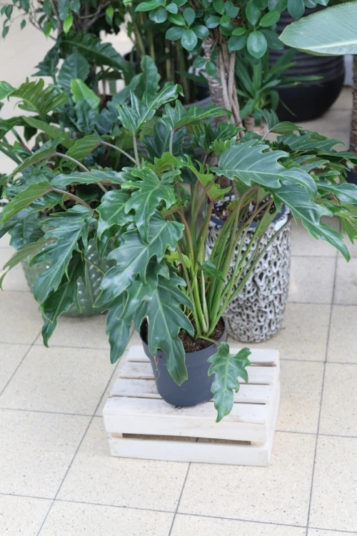 Philodendron Xanadu (Filodendron) XL (3).JPG