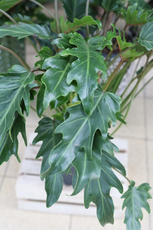 Philodendron Xanadu (Filodendron) XL (4).JPG