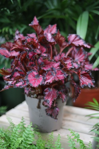 begonia inca night (2).JPG