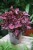 begonia inca night (2).JPG