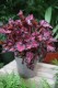 begonia inca night (2).JPG