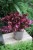 begonia inca night (3).JPG