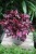 begonia inca night (4).JPG