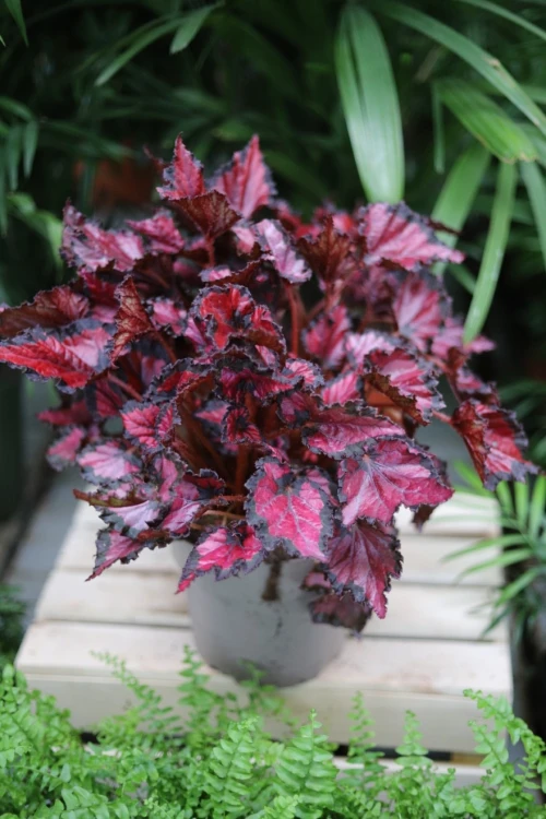 begonia inca night (4).JPG