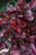 begonia inca night (1).JPG