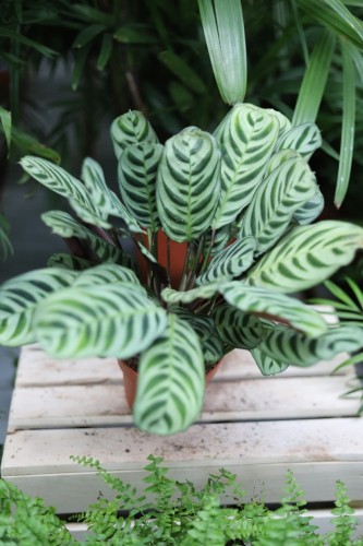Ctenanthe burle-marxii Fishbone (1).JPG