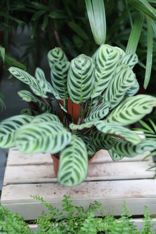 Ctenanthe burle-marxii Fishbone (1).JPG