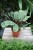 Ctenanthe burle-marxii Fishbone (2).JPG