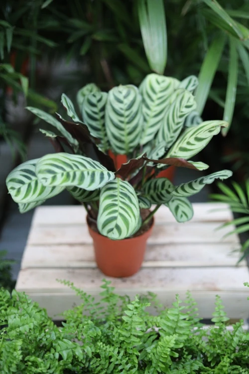 Ctenanthe burle-marxii Fishbone (2).JPG