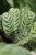 Ctenanthe burle-marxii Fishbone (3).JPG
