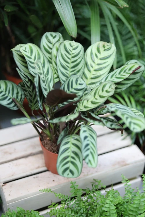 Ctenanthe burle-marxii Fishbone (4).JPG