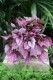 Begonia rex ‘Indian Summer’ (3).JPG