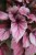 Begonia rex ‘Indian Summer’ (4).JPG