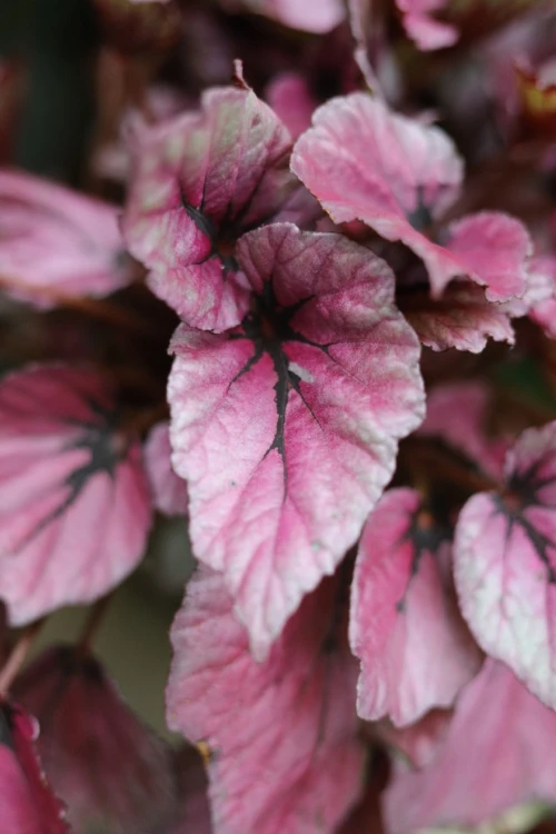 Begonia rex ‘Indian Summer’ (4).JPG